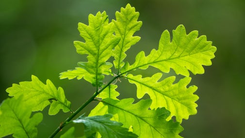 Close up picture of oak leaves with the sun shining through them, at Sherringham Park in Norfolk